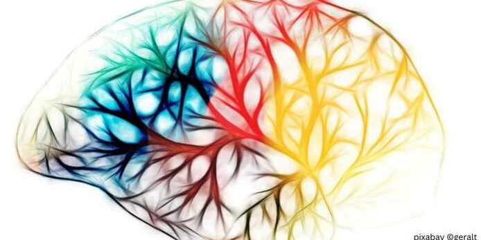 Gehirn mit farblichen Gefäßen