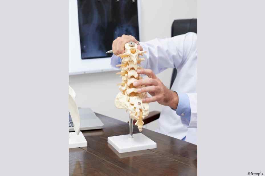 spinalkanalstenose Modell von der unteren Wirbelsäule, das auf einem Schreibtisch steht.